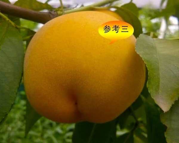 桃子樹苗