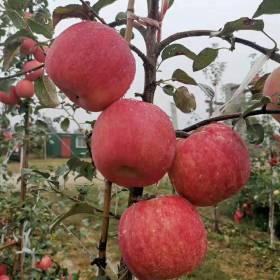 秦脆苹果苗基地 2020年秦脆苹果苗价格