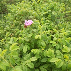 月季丰花玫瑰价格 月季丰花玫瑰小苗庭院供应