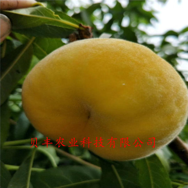 晚熟桃樹(shù)苗