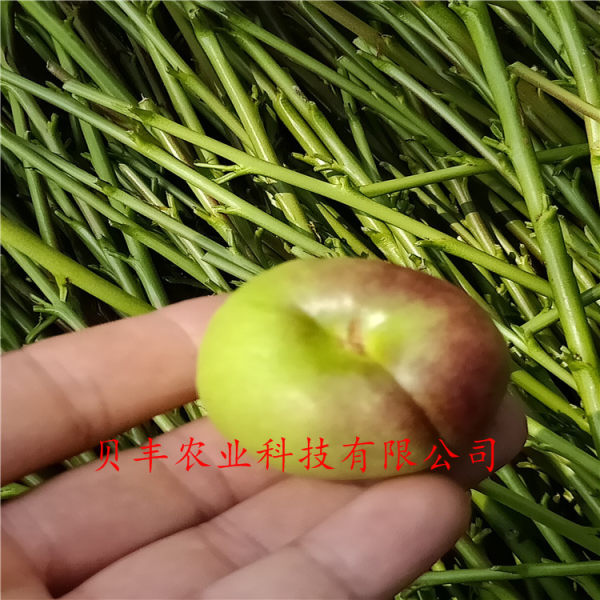 晚熟桃树苗