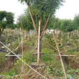 20公分蓝花楹行情 重庆蓝花楹基地