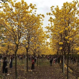 15公分黄花风铃木行情 四川黄花风铃木基地