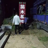 直立卫矛多少钱一棵，卫矛基地价格