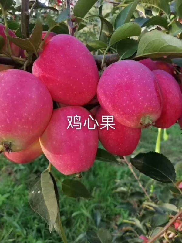 雞心果苗