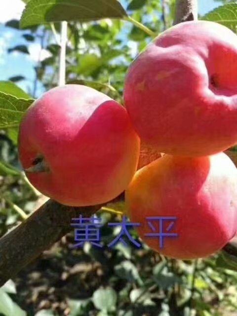 沙果苗