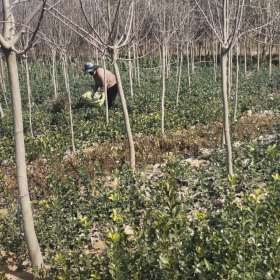 5公分白玉兰价格 白玉兰种植基地