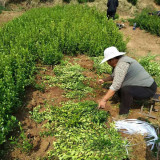 2019年扶芳藤價(jià)格 基地扶芳藤行情走勢