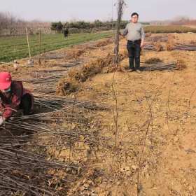 水蜜桃苹果树苗10-11公分价格