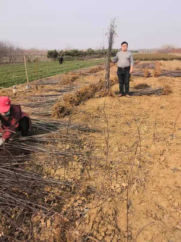 水蜜桃蘋(píng)果樹(shù)苗