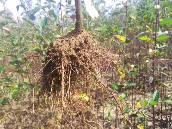 水蜜桃苹果树苗