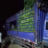 大葉扶芳藤，扶芳藤基地價格是多少