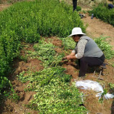 山東大葉扶芳藤，扶芳藤基地在哪里