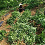 大葉扶芳藤批發(fā)，扶芳藤批發(fā)多少錢一棵