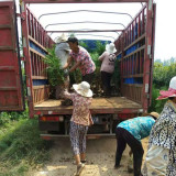 侧柏基地种植价格查询 柏树苗多少钱一棵