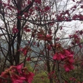 福建櫻花基地，大紅櫻花，福建山櫻花