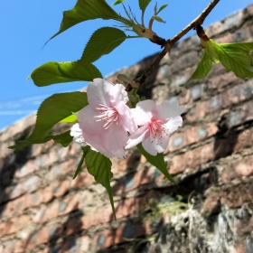 河津樱，嫁接河津樱小苗，