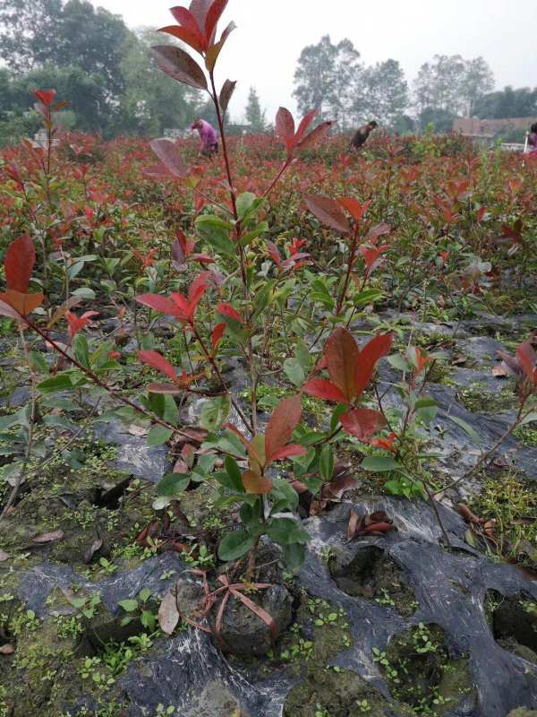 紅葉石楠批發(fā)基地