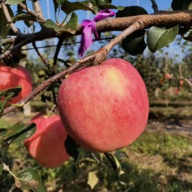 秦脆苹果苗价格，秦脆苹果苗批发价格