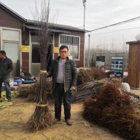 秦脆苹果苗基地 秦脆苹果苗看图询价