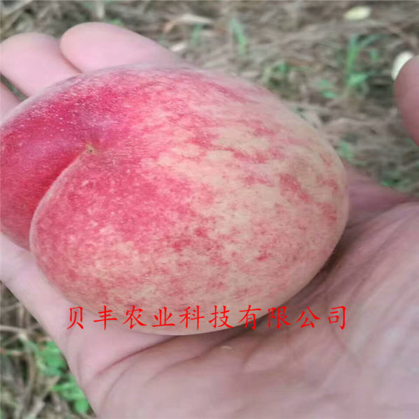 好品种桃树苗