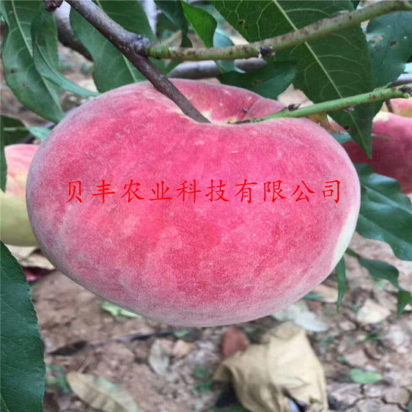 晚熟桃樹苗