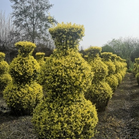 四川植物造型基地，小葉女貞葫蘆瓶1.5米高多少錢