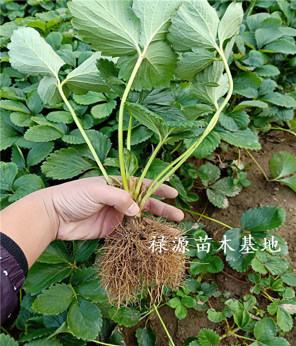 奶油草莓苗