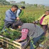 蓝莓苗种植方法、东北蓝莓苗价格