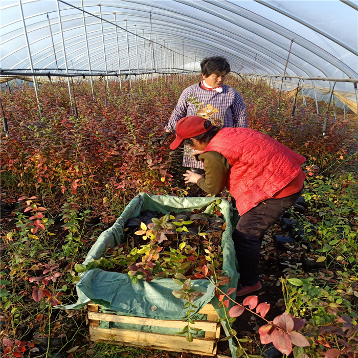 蓝莓苗种植方法、蓝莓苗的培育方法