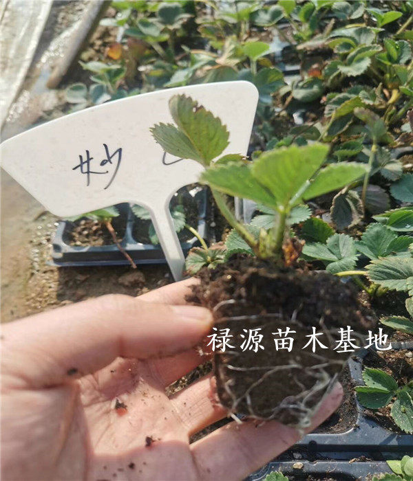 妙香七号草莓苗