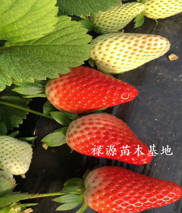 牛奶草莓苗多少钱