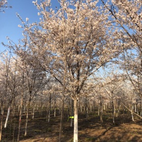 17公分18公分高杆染井吉野樱价格 樱花基地