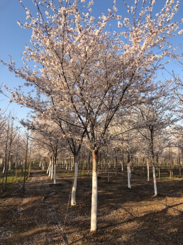 樱花