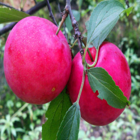 蜂糖李子苗批發(fā)基地 1公分粗蜂糖李子小苗種植技術(shù)