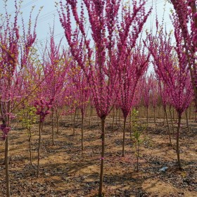 江苏独杆紫荆出售价格 独杆紫荆供应基地