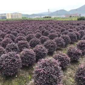 江苏红花继木球价格 红花继木球基地供应