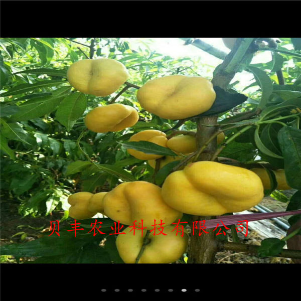 早熟桃樹(shù)苗