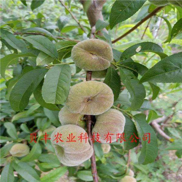 早熟桃樹(shù)苗