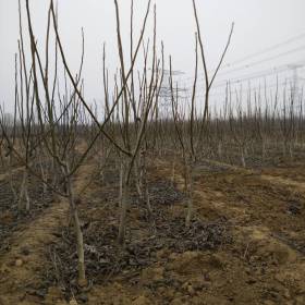 辽核核桃苗怎么样 基地出售嫁接核桃苗