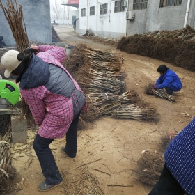 山东香玲核桃苗价格 基地批发辽核核桃苗