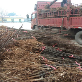 早红考密斯梨树苗哪里有 基地批发早红考密斯梨树苗