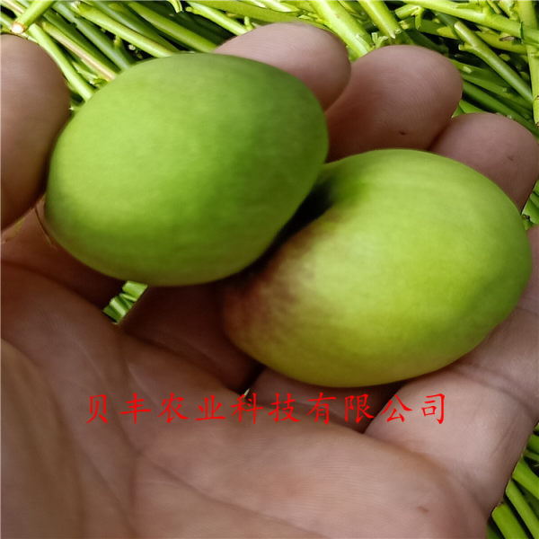 晚熟桃樹(shù)苗