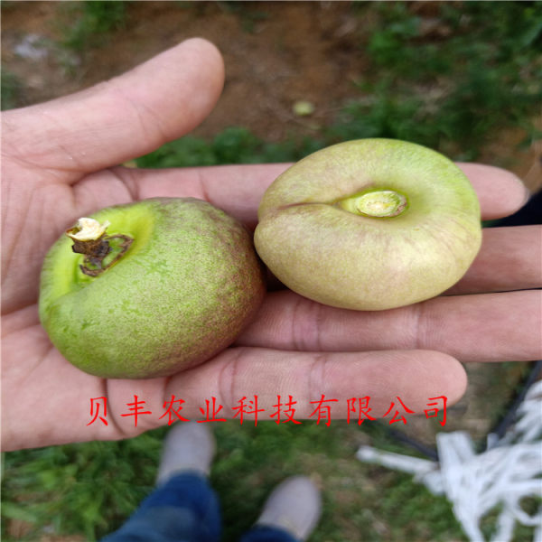 好品種桃樹(shù)苗