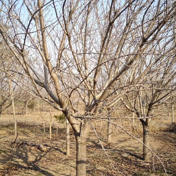 樱花树