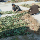 哪里出售山楂樹苗 實生山楂苗栽植技術(shù) 甜紅子山楂苗出售