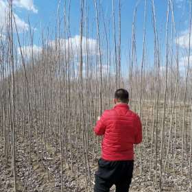 供應(yīng)地徑1.5楊樹苗|遼寧2公分銀中楊樹苗報價|東北楊樹苗|