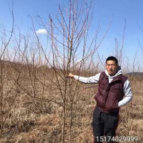 供應地徑1.5刺槐苗|遼寧2公分刺槐樹苗報價|東北刺槐苗|