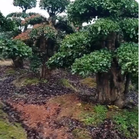 湖南造型椤木石楠大树多少钱一棵 长沙椤木石楠桩价格