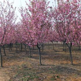 基地10公分樱花哪里有卖 10公分樱花树苗今年价格多少钱